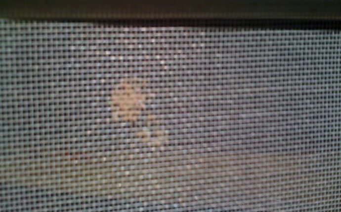 Bugs Laying Eggs In Window Screens