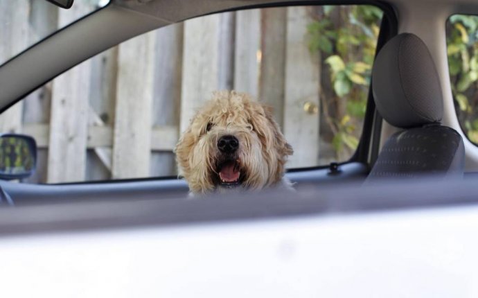 Car Window Screens For Dogs